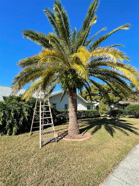 pinellas county tree removal.